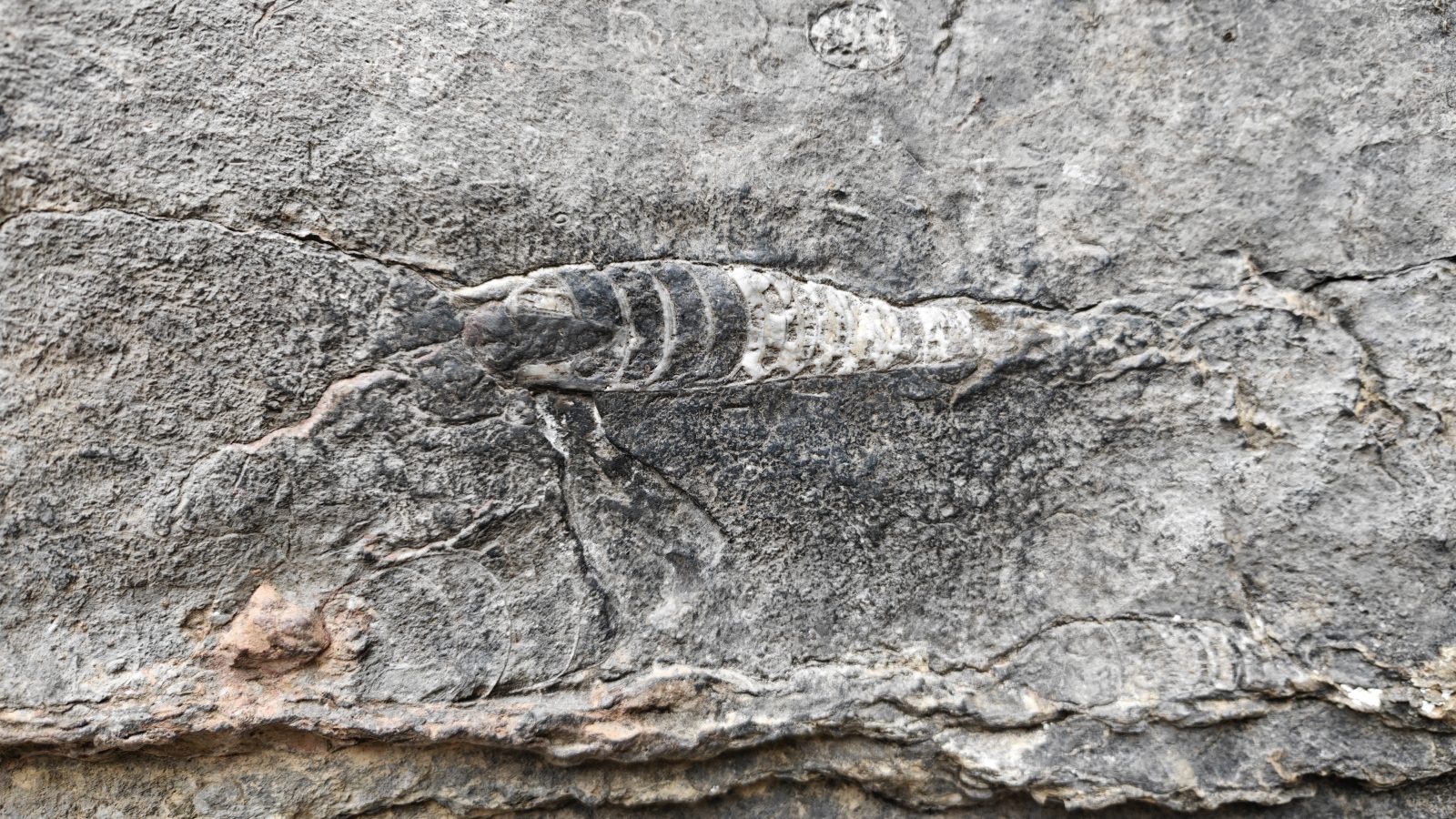 4.6亿万年的进化记录