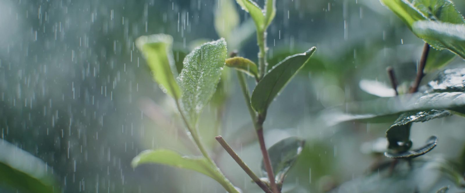 林型彪制茶大师片4K字幕