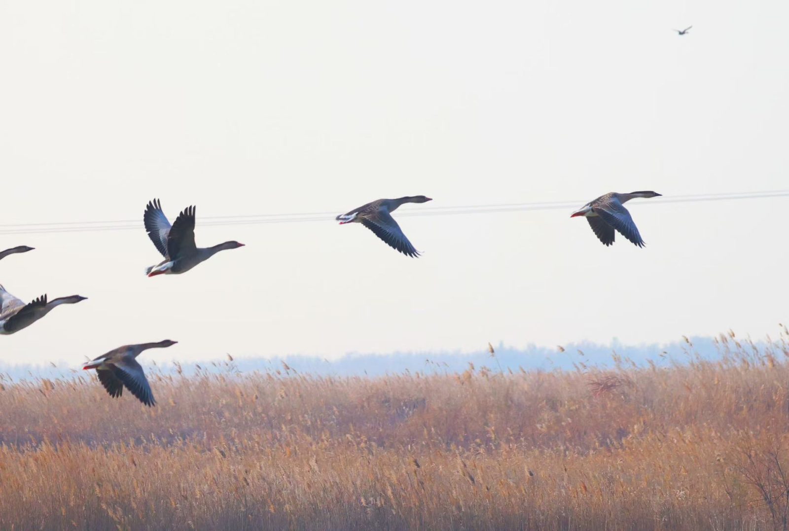 古建细部CAD施工图集1