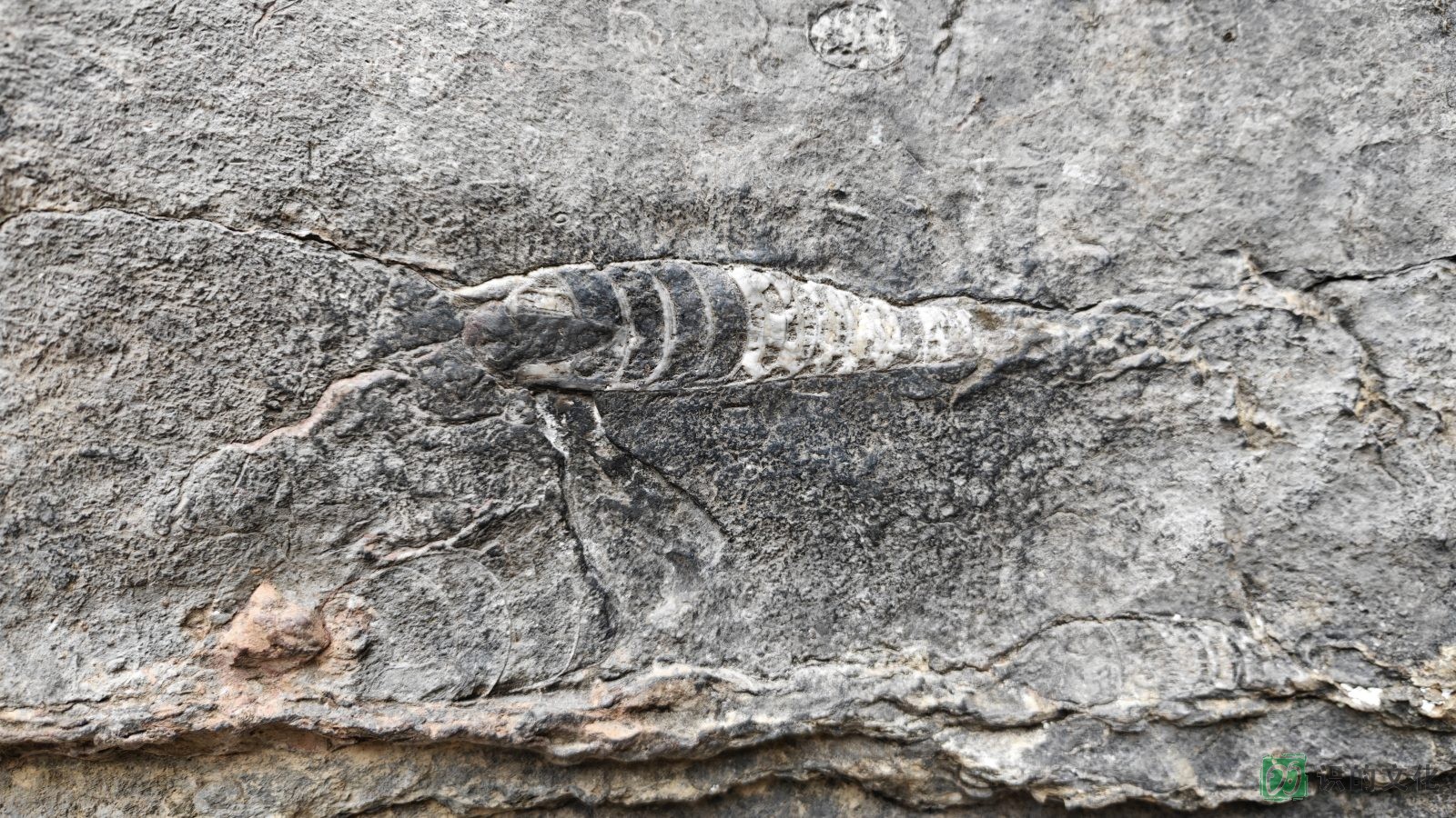 4.6亿万年的进化记录